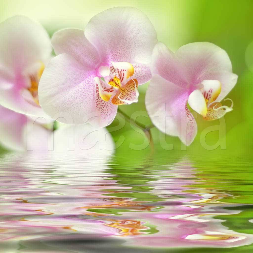 Фотообои Нежно розовая орхидея над водой