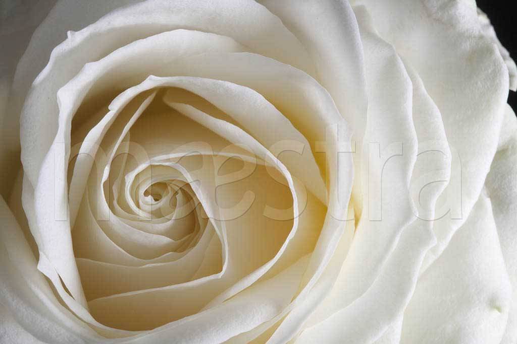 Фотообои Белая роза пленительная