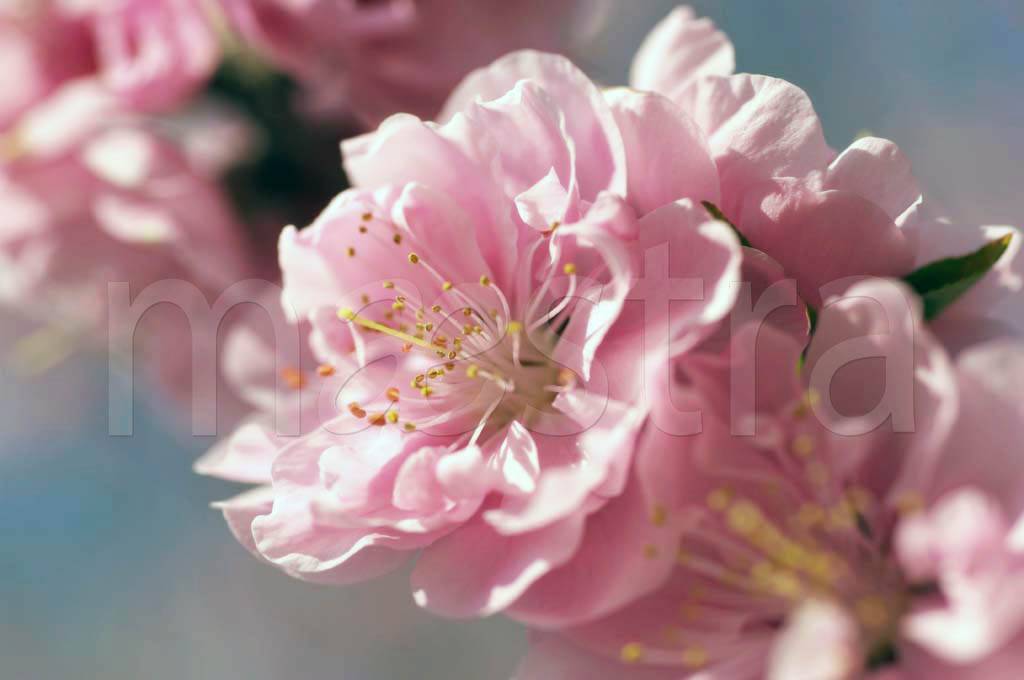Фотообои Нежный розовый цветок на ветке